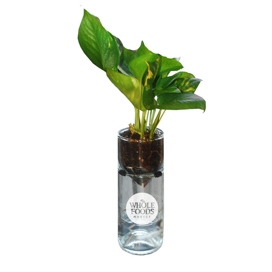 Gardner : Self Watering Planter Kit in Clear