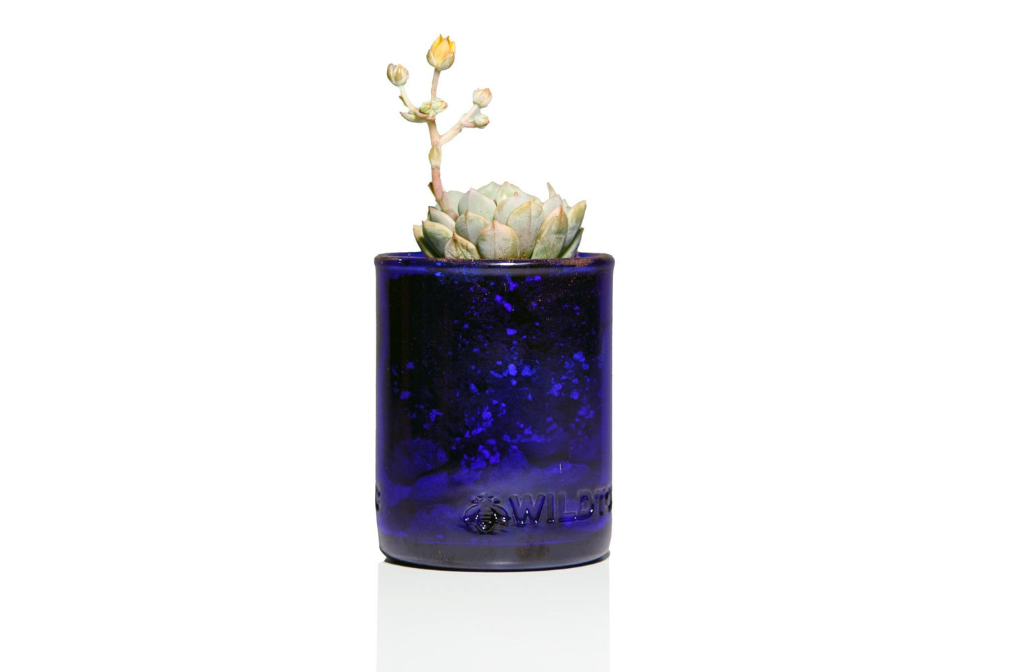 Gardner : Self Watering Planter Kit in Cobalt